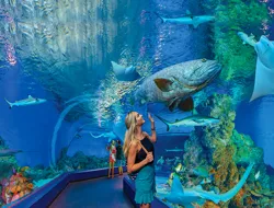 General Admission Tickets to Cairns Aquarium